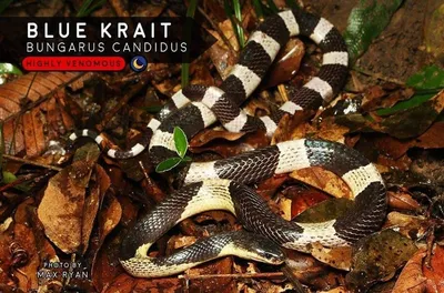 Ядовитые змеи и другая опасная нечисть в Таиланде - Страница 74 • Форум  Винского