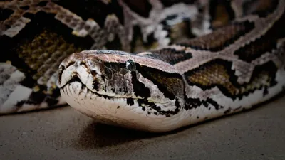 Змея Krait в наличии в Таиланде Стоковое Фото - изображение насчитывающей  ангстрома, естественно: 169506012