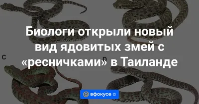 В московской квартире нашли змею из Таиланда, которая облетела пол мира в  багаже | Радио 1