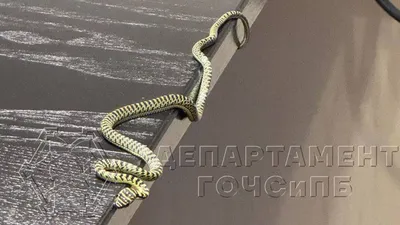 Вернувшиеся из Таиланда москвичи нашли дома змею. Она выползла из багажа |  РБК Life