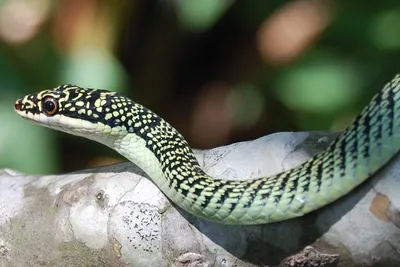 Биологи открыли новый вид ядовитых змей с «ресничками» в Таиланде - ВФокусе  Mail.ru