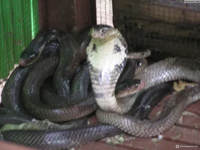 Летающая змея напала на посетителей интернет-кафе в Таиланде