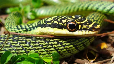 В Таиланде открыт новый вид ядовитых змей с чешуйками, напоминающими  ресницы | CoLab