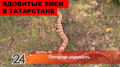 В Бугульминском районе Татарстана найдена двухголовая змея