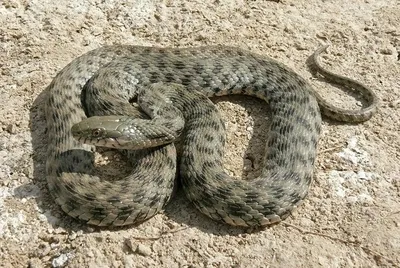 В лесах Татарстана проснулись змеи🐍 Они вышли из спячки из-за раннего  прихода… | Чистополь - новости | Дзен