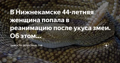 Какие опасные змеи водятся в Ростовской области: ответы учёного ЮФУ |  14.04.2023 | Семикаракорск - БезФормата