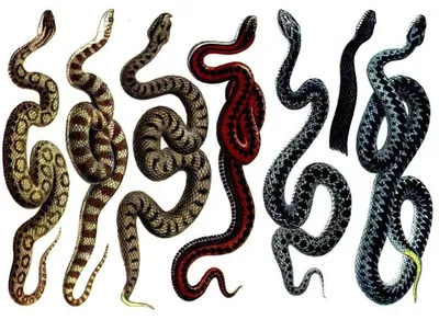 В тульском экзотариуме рассказали, что делать при укусе ядовитой змеи, и  как его избежать — ТСН 24
