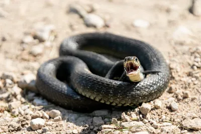 Встреча змеи в Тульской области | Пикабу
