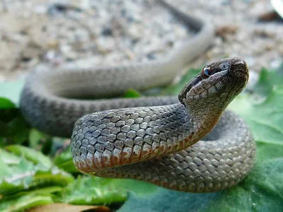 Биологи рассказали, что за мелкие ядовитые змеи водятся в Тверской области  | ТОП Тверь новости