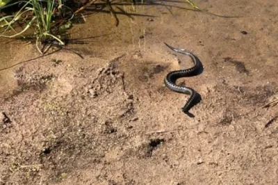 В Тверской области уже пять детей пострадали от ядовитых змей