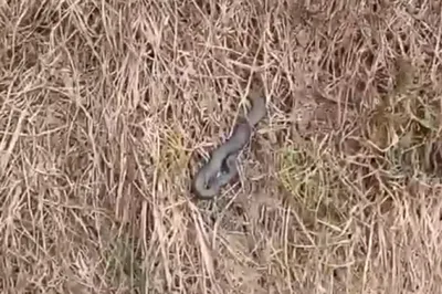 Подросток под Тверью попал в реанимацию после укуса неизвестной змеи | 360°