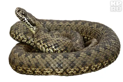 В Тверской области на берегу реки поселилась ядовитая азиатская змея |  официальный сайт «Тверские ведомости»