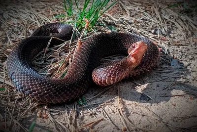 Самые опасные змеи в мире. [ТОП-7] | Пикабу