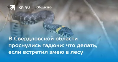 Екатеринбургские медики отмечают рост числа пострадавших от укусов змей:  Общество: Облгазета