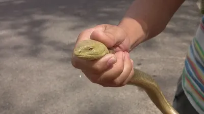 Dangerous\" snakes of Central Asia.Uzbekistan.Chirchik.Glass-lizard. -  YouTube
