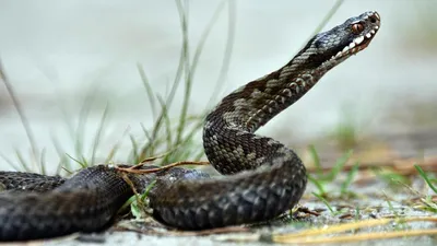 Спасатели Ставрополья озвучили правила поведения при встрече со змеей