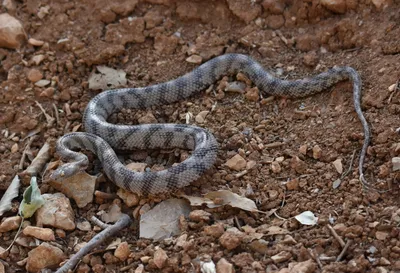 Змеи в Узбекистане: кто под угрозой вымирания - Хук!