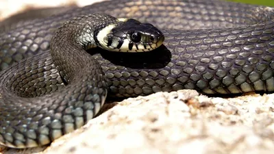 Тактика ненападения: В Мангистау обитают восемь видов змей