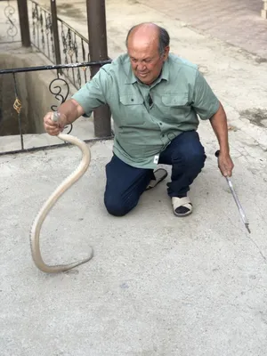 В дом бишкекчанина заползла змея — Гослесхоз советует закрывать двери в жару