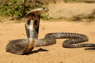 серая змея ползёт по земле в лесу Stock Photo | Adobe Stock