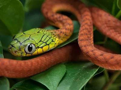 белая змея в террариуме Stock Photo | Adobe Stock