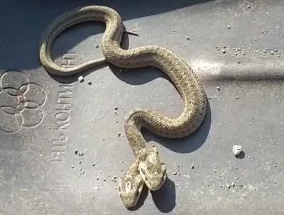 В Андижане нашли необычную двухголовую змею