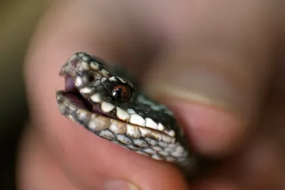 Змеи выползли на улицы: рептилию увидели в центре Кокшетау