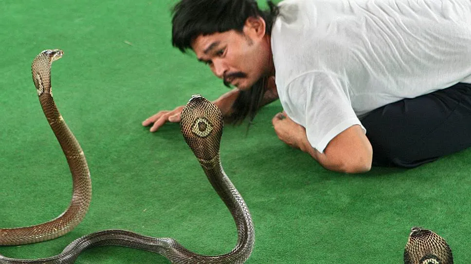 Тест на змей