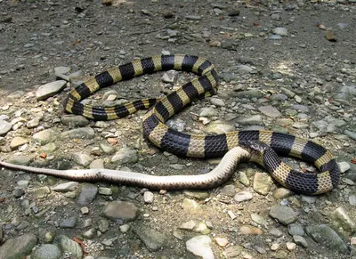 Новый вид змей обнаружили во Вьетнаме: 10 декабря 2020, 17:45 - новости на  Tengrinews.kz