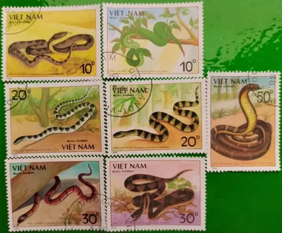 Змеи вьетнама фотографии
