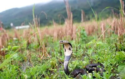 10 самых ядовитых змей Вьетнама! (Часть 1) | Wonderlust | Дзен