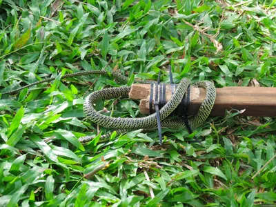 Биологи открыли в Таиланде новый вид ядовитых змей с «ресничками»