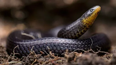 Змеи являются рекордсменами по размеру добычи, которую они могут проглотить  - Vietnam.vn