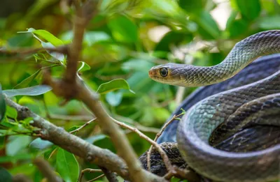 Фотография Обыкновенная украшенная змея (Chrysopelea ornata) Каттьен, южный  Вьетнам | Фотобанк ГеоФото/GeoPhoto | GetImages Group