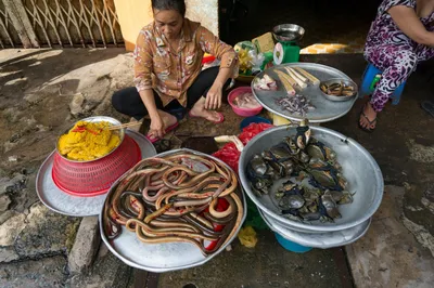 Вьетнам. Змея на суп - Телеканал «Моя Планета»