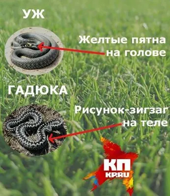 Статьи и новости: Правила поведения при встрече со змеями и оказание первой  помощи при укусе змей - администрация Суздальского района