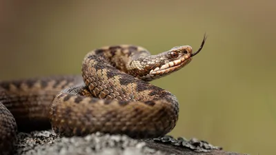 В Борском районе местные жители отмечают необычно большое количество змей —  новости города Бор
