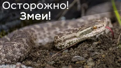 Астраханцы сообщают о нашествии змей в городе | Радиостанция «Южная Волна»