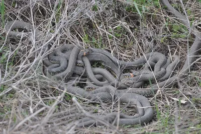 Змеи активизировались в Волгоградской области