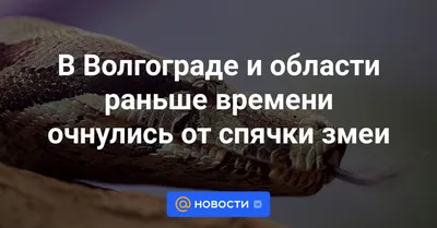 Весеннее обострение: как вести себя при встрече со змеёй : Общество :  Live24.ru