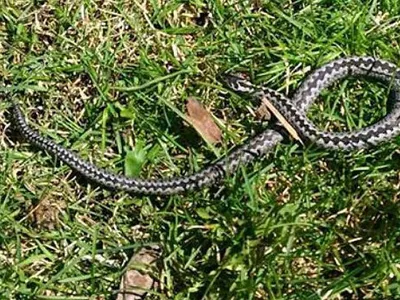 В Воронежской области за неделю ядовитые змеи укусили трех человек - KP.RU