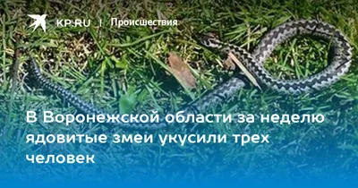 В Воронежской области проснулись гадюки – Новости Воронежа и Воронежской  области – Вести Воронеж