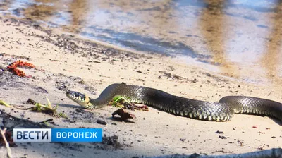 Попавшего в реанимацию после нападения змеи воронежского подростка выписали  домой - ВестиПК в Воронеже