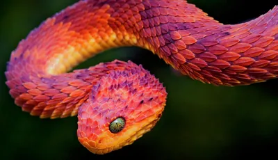 Змеи – виды, список, названия, особенности, описание, фото и видео - «Как и  Почему»