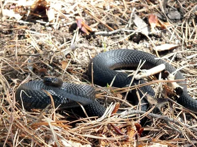 Змеи в тюменских лесах проснулись от спячки