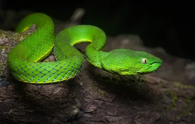 Змеи зеленого цвета - 30 фото
