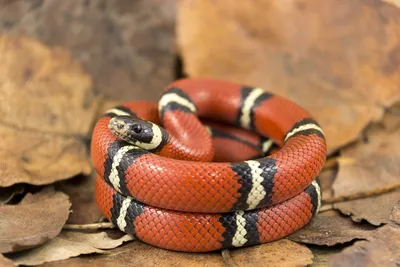 Королевские змеи превзошли соперников в последовательности — Naked Science