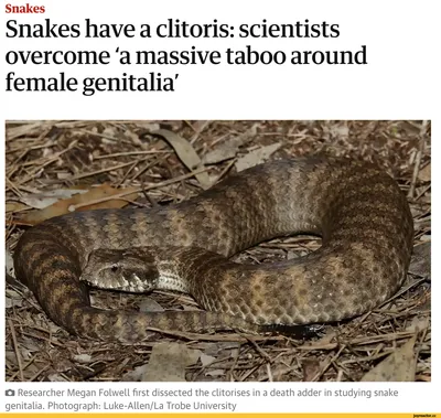 Учёные нашли клитор у самок змей. / клитор :: змеи :: ученые :: новости /  смешные картинки и другие приколы: комиксы, гиф анимация, видео, лучший  интеллектуальный юмор.