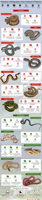 Какие змеи водятся на Северном Кавказе. Инфографика | ИНФОГРАФИКА | АиФ  Ставрополь