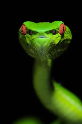 К чему снятся змеи: что говорят сонники и психологи | theGirl